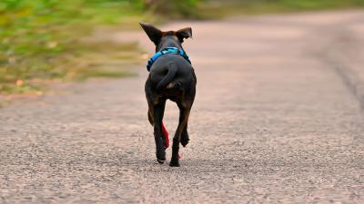 Protect your dog from running away with these simple and practical methods!