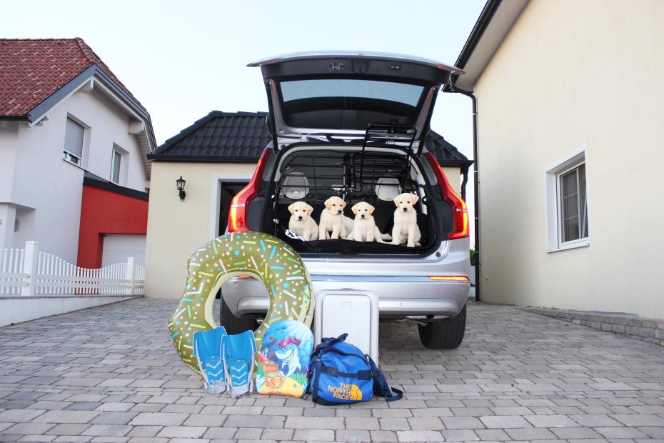 How to prepare your dog-friendly road trip